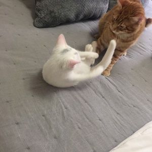 Meet your Posher, Brandy